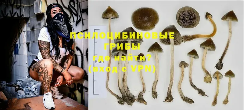 Псилоцибиновые грибы Psilocybe Боровичи